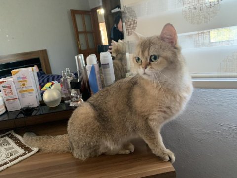 Golden british shorthair
