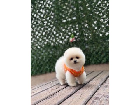 Sağlık ve ırk garantili pomeranian