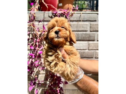 Maltipoo yavrularımız
