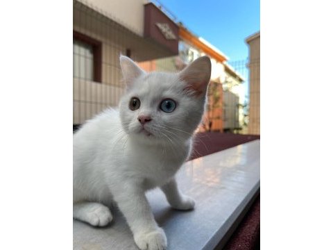 Van british shorthair karmasi 2 aylık dişi