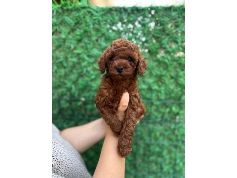 Red brown poodle 50 günlük