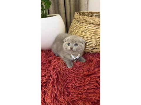 Top kafa scottish fold bebekler