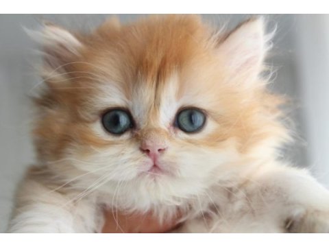 Ny12 şecereli british longhair