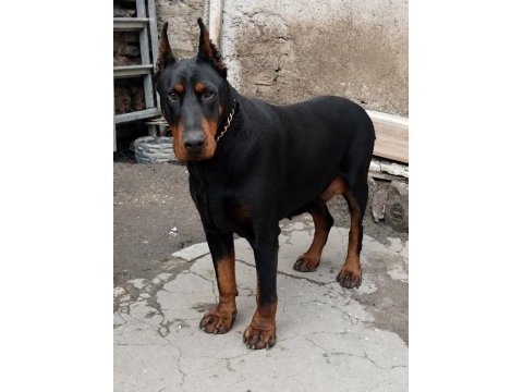 Gerçek doberman yavruları