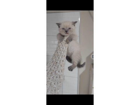 Sağlıklı british shorthair pofuduk yavrularımı teslime hazır