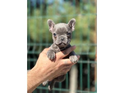 Prenses bulldog