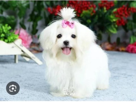 Teacup maltese terrier bebeklerimiz