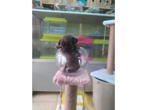Teslime hazır yumurcaklar chihuahua