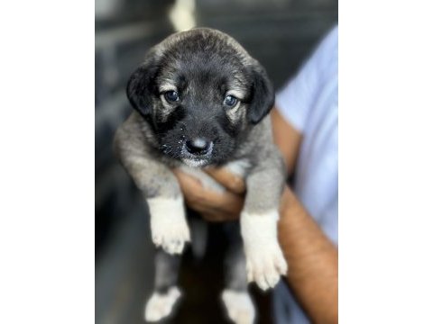 Altın kız kangal yavrusu sahnede