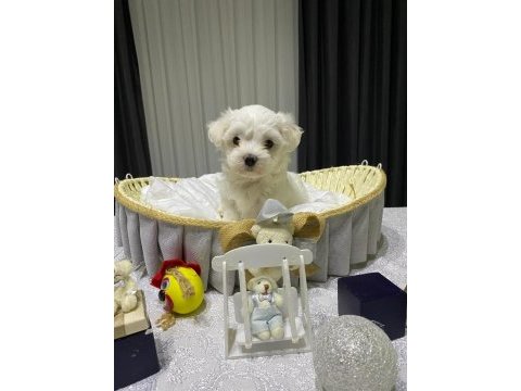 A şecereli babadan maltese yavrular