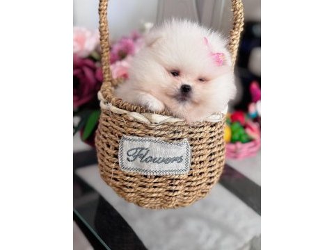 Mini boy pomeranian küçük prenses