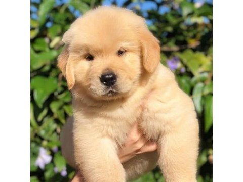 Golden retriever köpekler