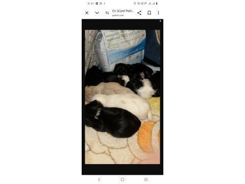 En güzel safkan pekinez yavrular ailelerini arıyor