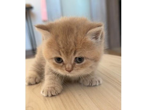 British shorthair yavru ay12 şecereli baba bursa