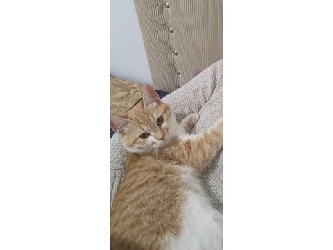 Tatlı minnoş kedimize yuva arıyorum sahiplendirme