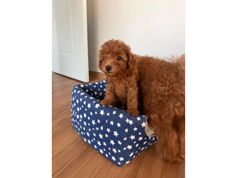 Wc eğitimli  toy poodle yavruları