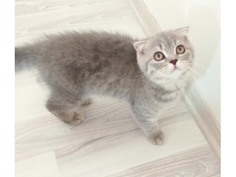 Gümüş yeni yuvasını arıyor scottish fold