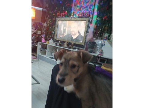 Köpeğimiz cash yeni ailesini arıyor