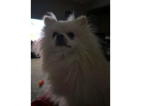 Pomeranian boo yavru köpeğimiz
