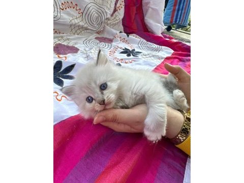 Ragdoll yavrular