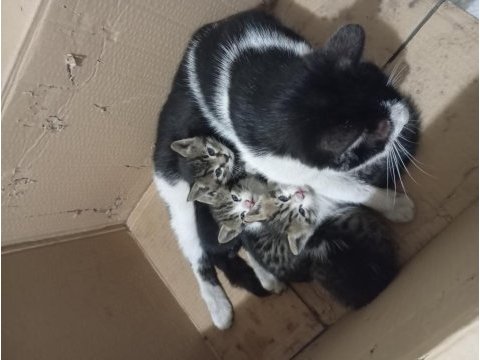 Yavru anneleri 2 ay boyunca emzirdi 4 adet yavru kedi