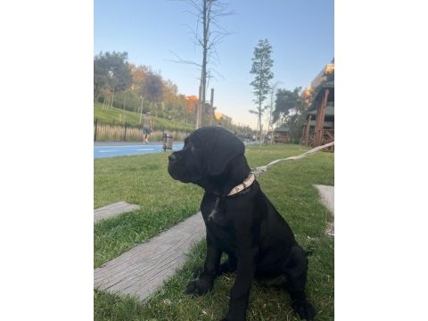 Yavru cane corso 3 aylık akılı köpek