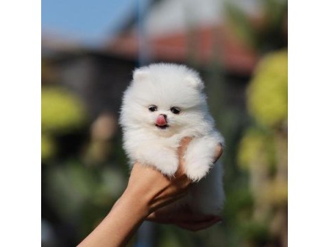 Pomeranian boo yavruları