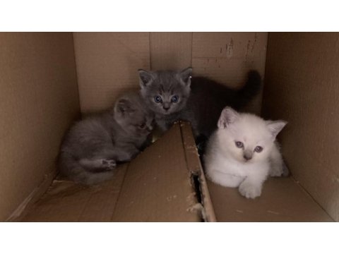 British longhair annenin bebekleri
