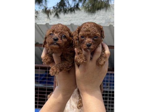Kore poodle çok sevimli yavrular 