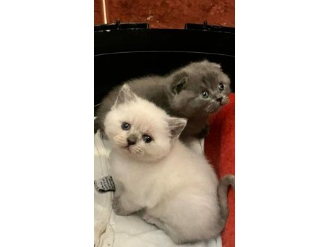 British shorthair yavru kediler yeni ailesini arıyor