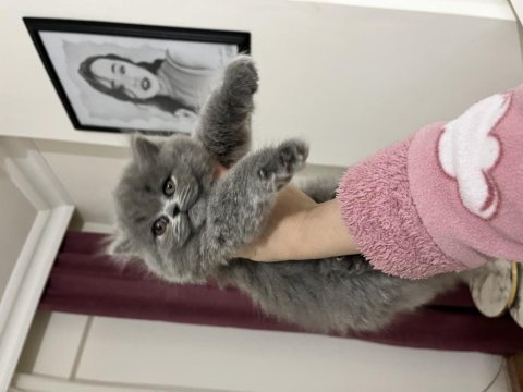 Ev ortamında sağlıklı british longhair oyuncu