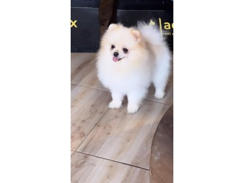Pomeranian boo ayı yüz