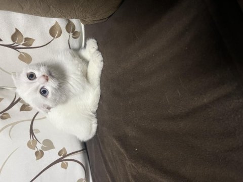 Scottish fold yavruları