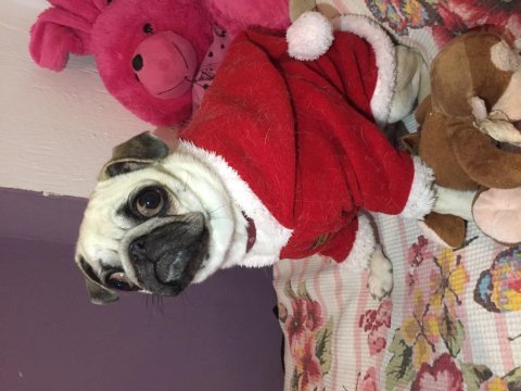 Pug mops dişi köpeğimiz