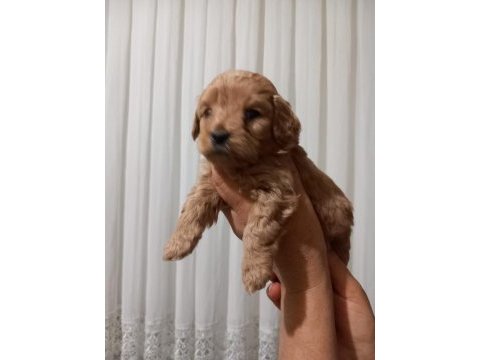 Maltipoo bebekler