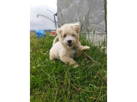 Sahibinden uyguna acil maltipoo