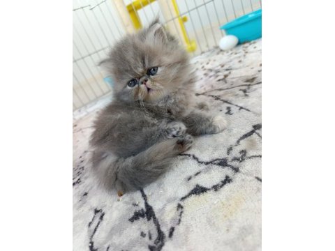 Güzel iran kedisi bebeğim