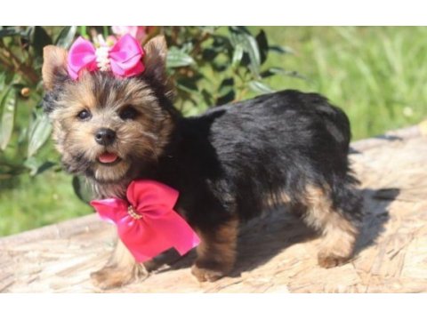 Teacup eğitimli yorkshire terrier yavrular