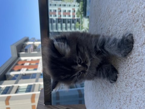 Yavru scottish fold kedimiz