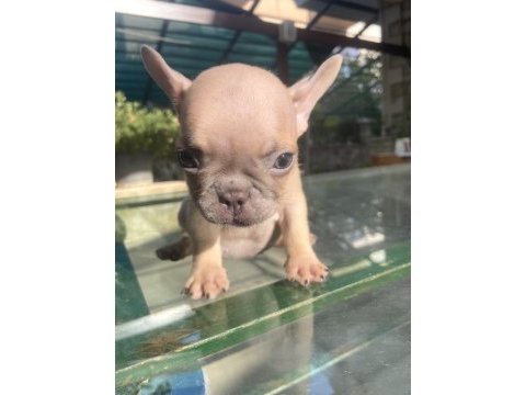 Renkli gözlü ırk garantili french bulldog yavrularım