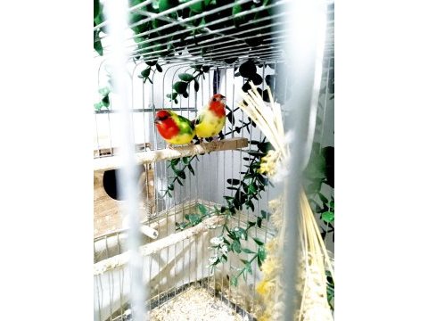 Üç aylık ağır parrot papağan ispinozu yavrusu