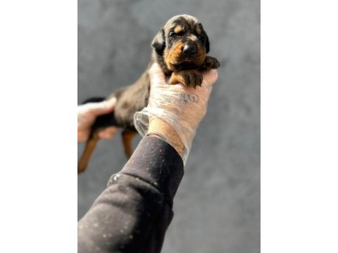Doberman erkek yavruları