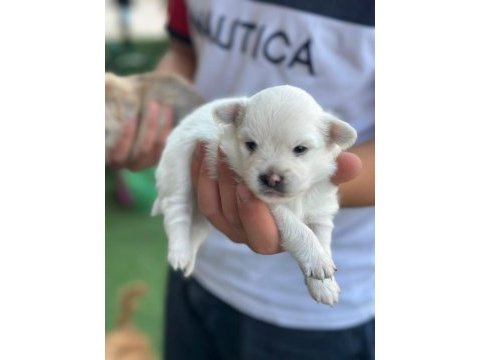 Bebek pomeranian yavrular beyaz