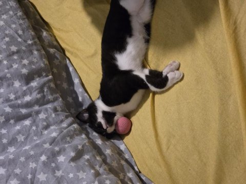 Dünya tatlısı smokin kedisi