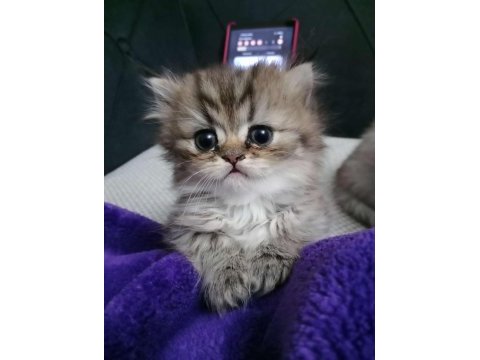 British longhair kedimiz