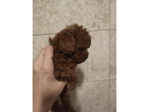 Kore poodle teacup baby face poodle yavrular