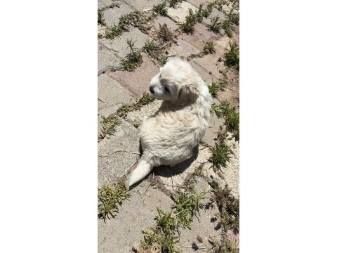 0 numara maltese terrier kızımız