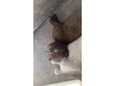 Scottish fold british shorthair yavrular