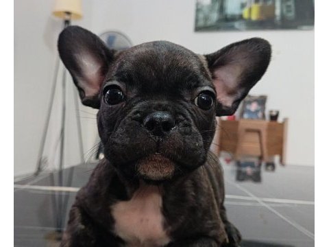 A kalite şecereli yavru french bulldog