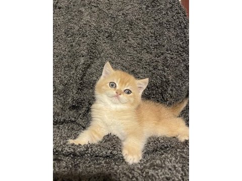 Anne baba şecereli safkan golden ny12 erkek kedimiz